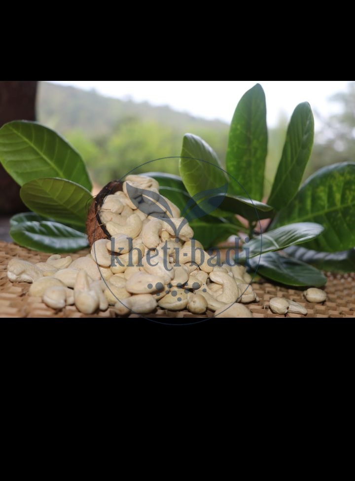 Cashews (Chemical Free) From Konkan farmers | 500g - Image 4
