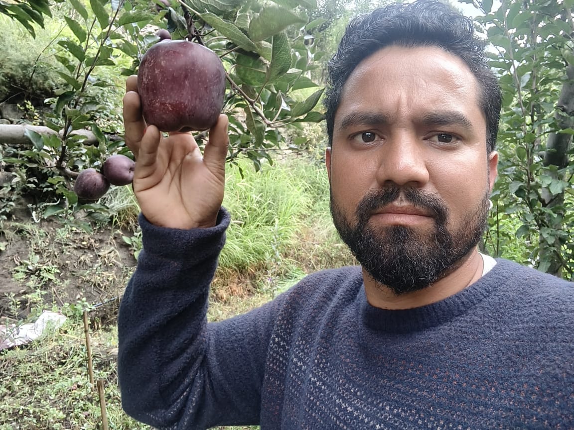 Famous Shimla Apples from Himachal (Govt. Certified Organic) - Image 4