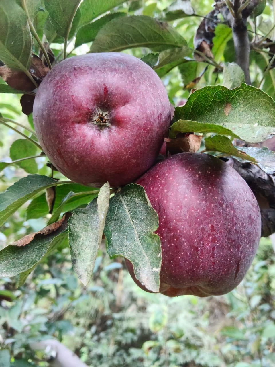 Famous Shimla Apples from Himachal (Govt. Certified Organic) - Image 3