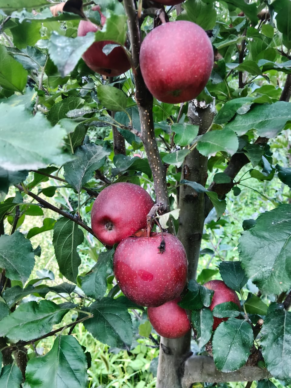 Famous Shimla Apples from Himachal (Govt. Certified Organic) - Image 5