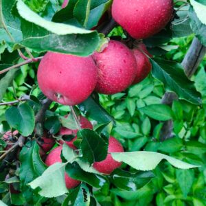 Famous Apples from Himachal (Govt. Certified)