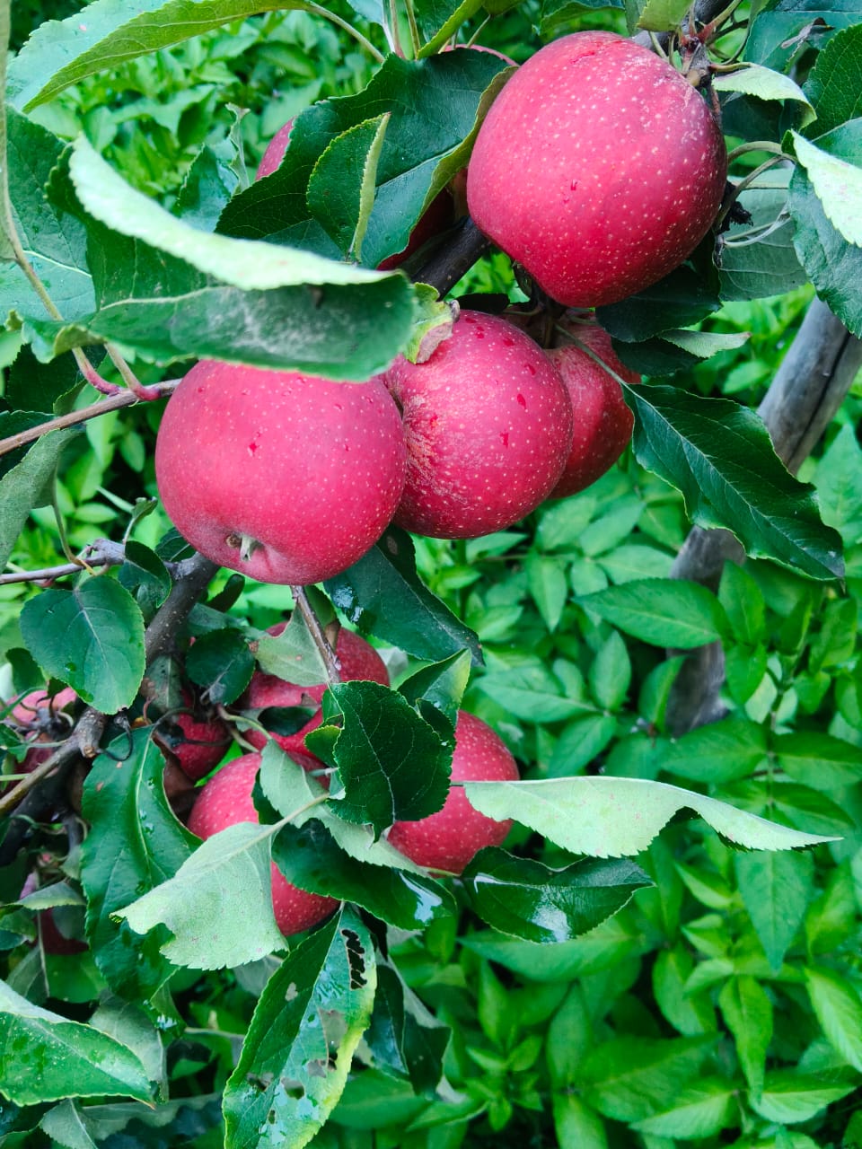 Famous Shimla Apples from Himachal (Govt. Certified Organic)