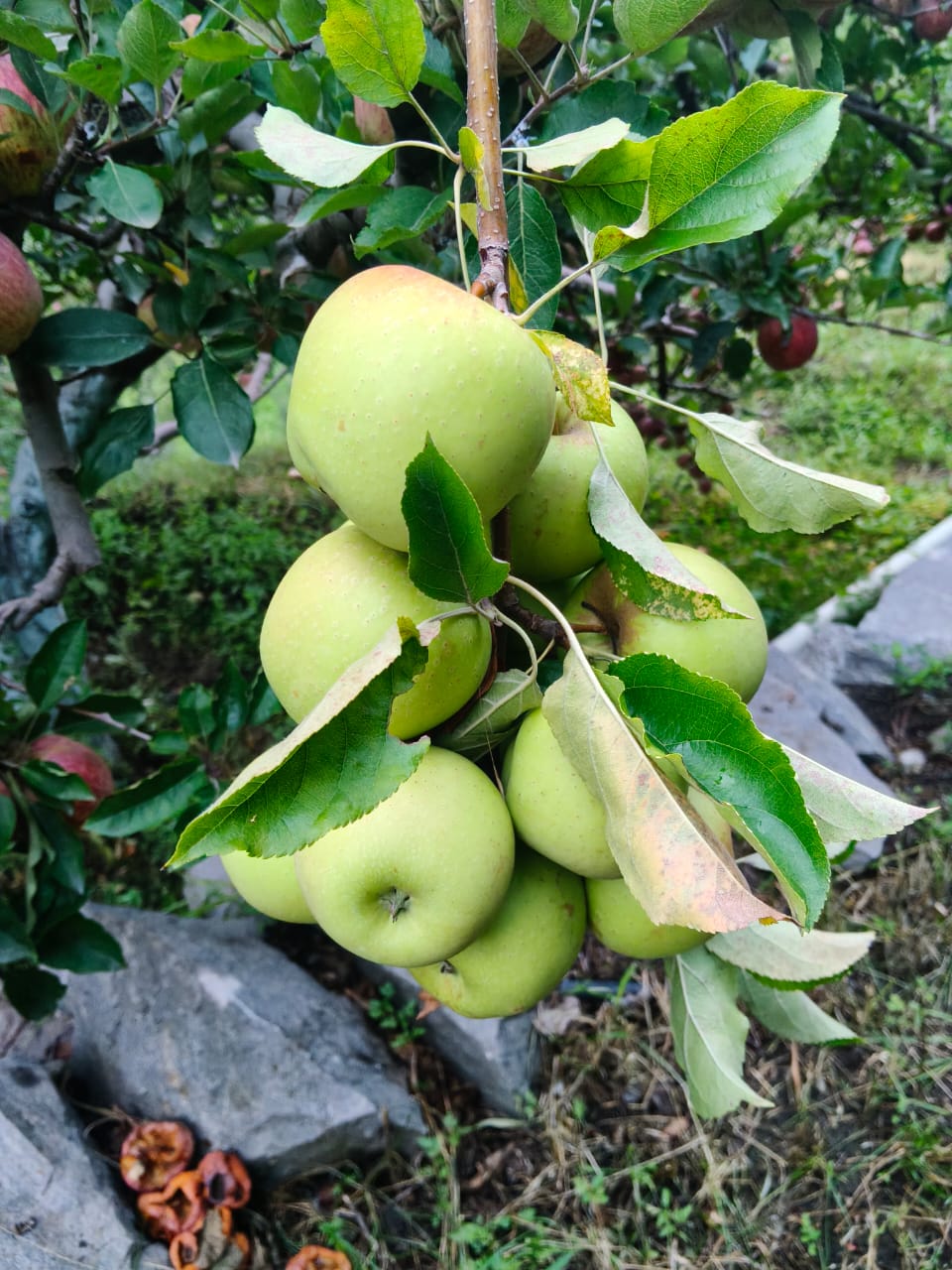 Famous Shimla Apples from Himachal (Govt. Certified Organic) - Image 6