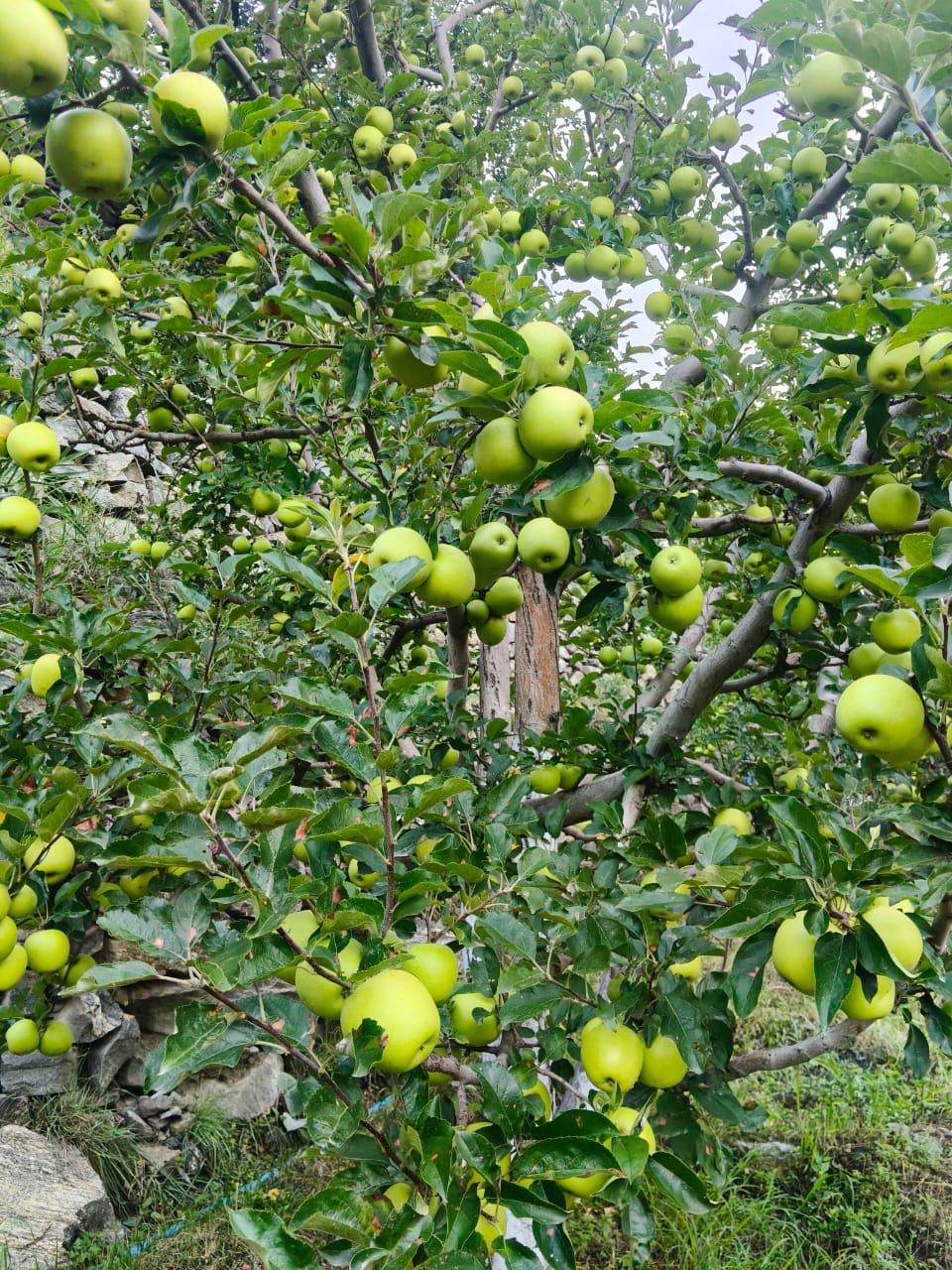 Famous Shimla Apples from Himachal (Govt. Certified Organic) - Image 7