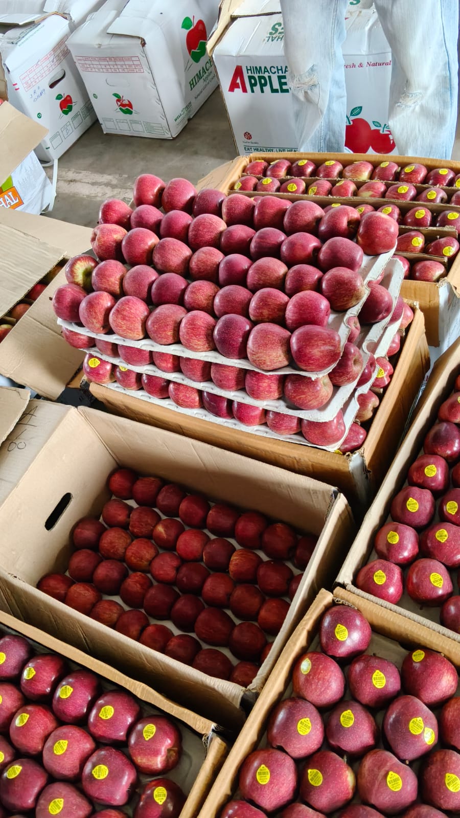 Famous Shimla Apples from Himachal (Govt. Certified Organic) - Image 9