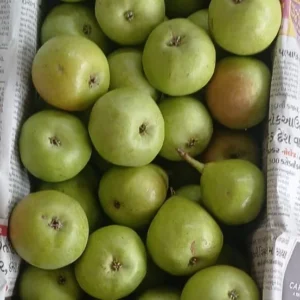 Pear Nakh Kheti-Badi