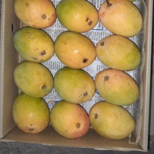 Ratnagiri Alphonso Kheti-Badi