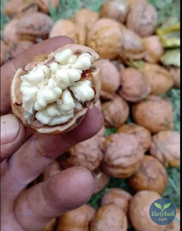 Walnuts-de-shelled-2-Kheti-Badi.com