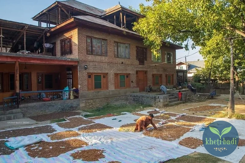 Walnuts-harvested-Kheti-Badi.com