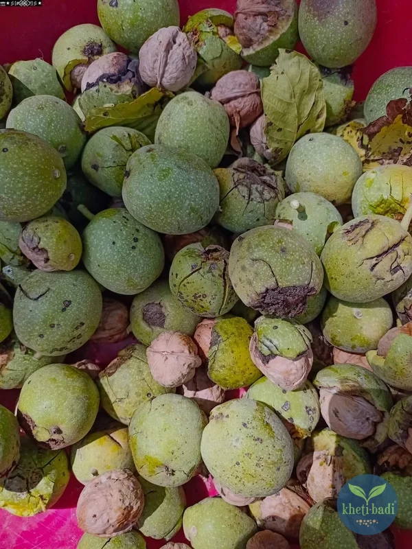 Walnuts-raw-1-Kheti-Badi.com