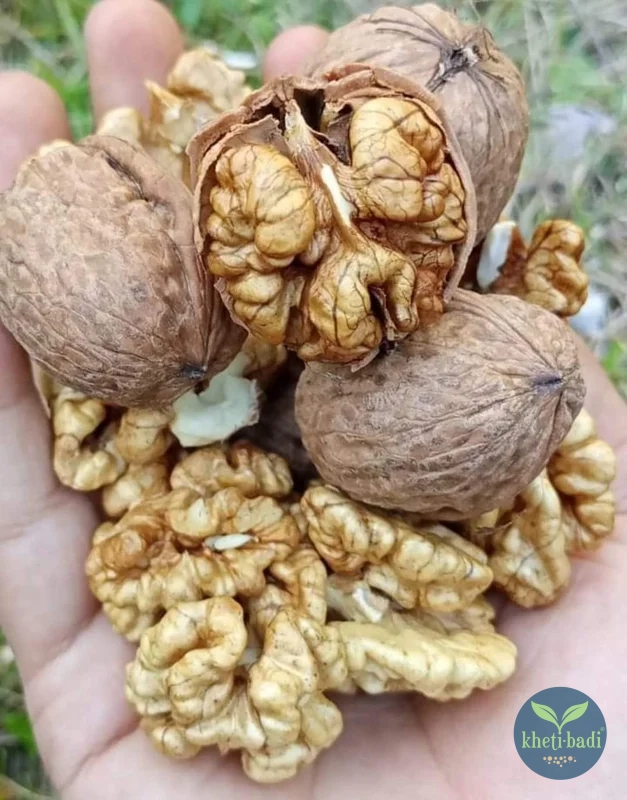 Walnuts-whole-2-Kheti-Badi.com