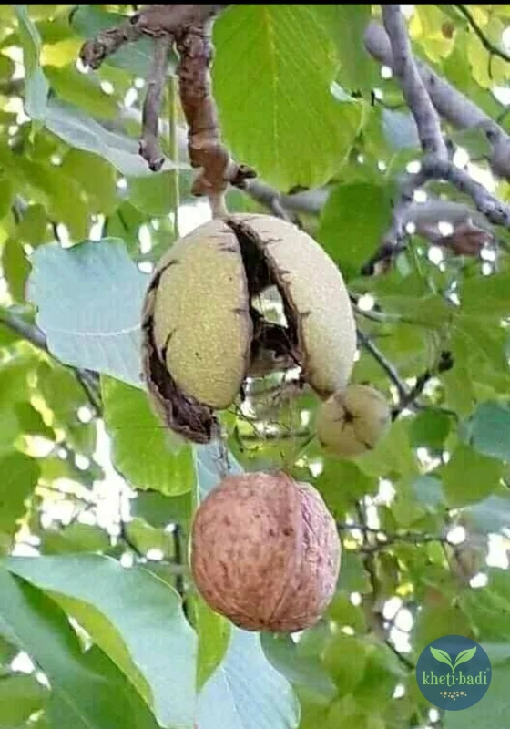 Walnuts-harvest-1-Kheti-Badi.com