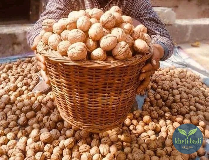 Walnuts-whole-Kheti-Badi.com